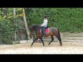 /album/les-chevaux/precoz-2-jpg/